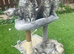 Maine Coon kittens ready now