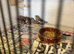 zebra finches