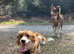Stunning Merle Border Collie puppies for sale