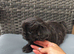NOW ready for a new home Imperial Shih Tzu