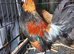 Gold Dutch Bantams