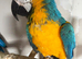Beautiful male and female blue and gold Macaws 5 & 6 years old