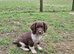 Stunning English Springer Spaniel Puppies