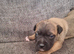 *** ALL RESERVED*** BEAUTIFUL STAFFIE PUPPIES &ndash; 5 AVAILABLE