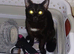 Male black cat