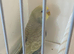Baby pastel rainbow budgie ring number 8 2026 rung