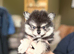 Pomeranian puppy's