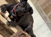 Staff x Cane Corso