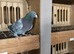 3 Jan Arden's for sale
