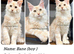 TICA registered Maine coon kittens READY NOW