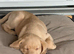 FEMALE PUP