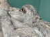 Chinese painted quail cpq