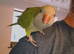Semi-Tame Green Quaker Talks, Needs 1 on 1 time, or good for pairing up.