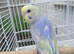Baby rainbow budgies