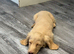 Longhaired miniature dachshund puppy