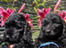 Health tested MINI Cockapoos F1 1 BOY FULLY VACCINATED