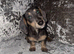 miniature dachshunds