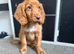 Cocker spaniel pups READY NOW