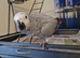 Buitiful Congo African grey forsale