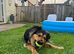 Beautiful German shepherd cross Rottweiler