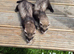 Jill ferret