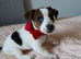 Jack Russel Terier