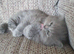Gorgeous kittens