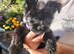 11 week old chorkie
