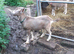 Fabulous Entire Intact Toggenburg Billy Goat Kid - Father Pedigree