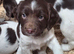 Farm bred springer pups