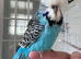 Hand Reared Exhibition Budgie