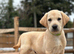 Labrador pups