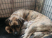 Beautiful Cane Corso cross Indian Mastiff puppies