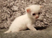Part ragdoll Kittens ready to view