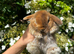 Tiny Baby Bunny’s