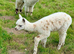 Special breeding group of 10 stunning Alpaca