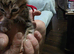 Ragdoll X kittens boys/girls