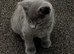 ABSOLUTELY BEAUTIFUL RUSSIAN BLUE KITTEN 8 WEEKS