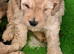 Beautiful f1 cockapoo puppies Ready for new homes on 23rd Oct