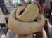 Ball Python looking for loving home
