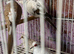 Pied diamond doves