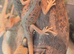 100% Het Zero / 100% Het Translucent, Visual Hypo Bearded Dragons