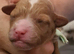 All sold new pups on way