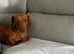 Dachshund for sale