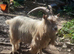 Toggenburg Goat Young Doe (Pedigree Billy Covered) & Doelings