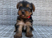 Beautiful Yorkshire Terrier puppies