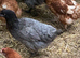 Point of lay chickens