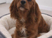Cavalier, King Charles puppies