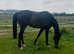 Stunning gelding available, 16.1 , for yr old , no vices lumps or bumps !