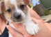 Chihuahua X Boy Puppies x 3 boys